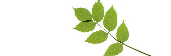 Le macérat de bourgeons de Frêne